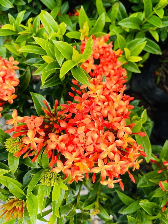 Jardin De Primavera Apartamentos Eksteriør bilde